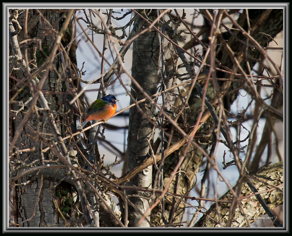 Painted Bunting Andover, NJ Flickr