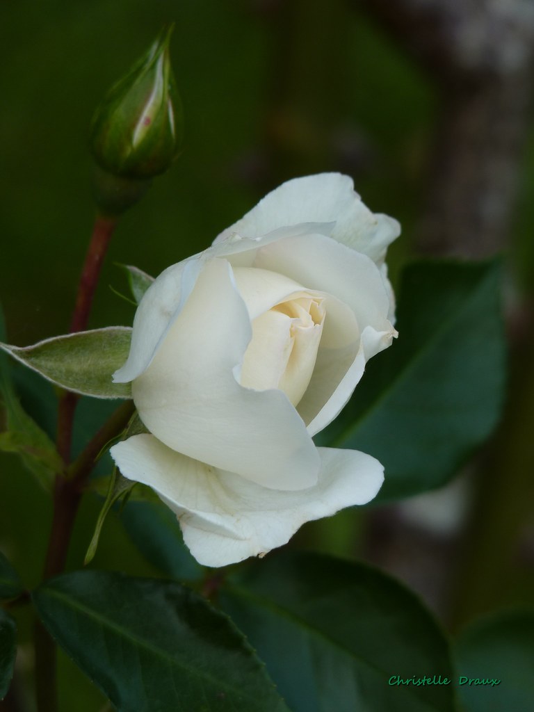 Rose blanche La rose blanche connue sous le nom latin de «… Flickr