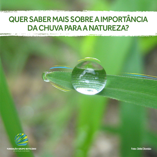 Quer saber mais sobre a importância da chuva para a nature… Flickr