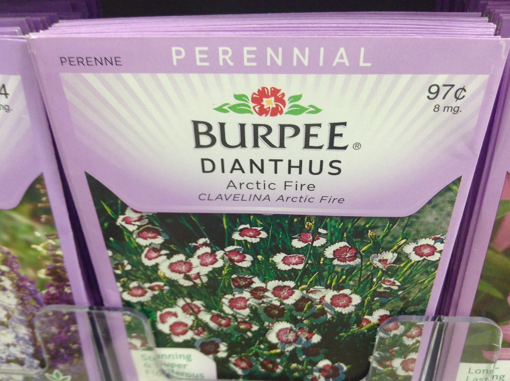 Burpee Dianthus Flower Seeds Burpee Flower Dianthus Seeds … Flickr