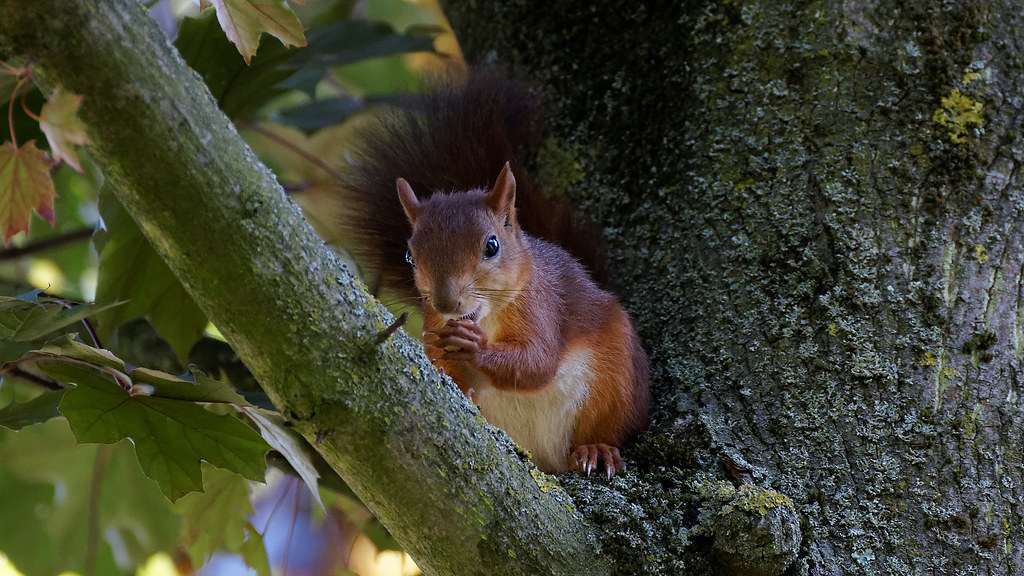 a Squirrel in Paris Red squirrel / Ecureuil roux Paris Boi… Flickr