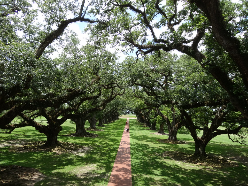 Virginia Live Oaks at Oak Alley Plantation Oak Alley Plant… Flickr