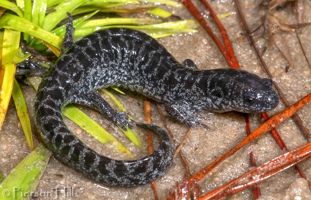Reticulated Flatwoods Salamander (Ambystoma Flickr