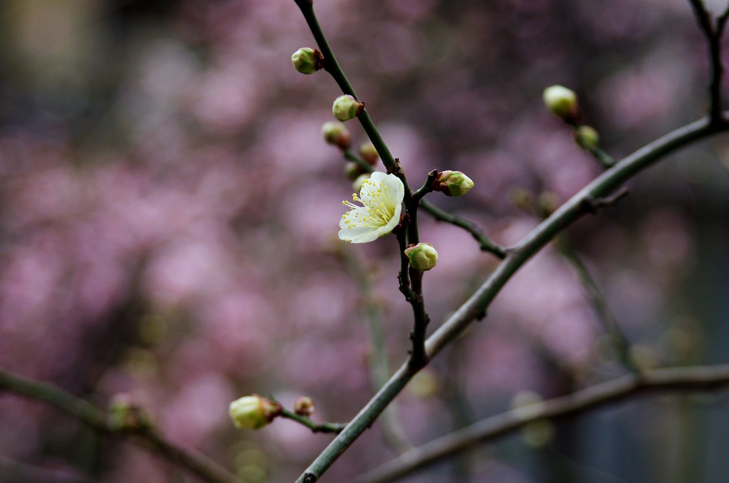 nearby plum blossoms op.3 taken on 2015/2/20. PENTAX K5 I… Flickr