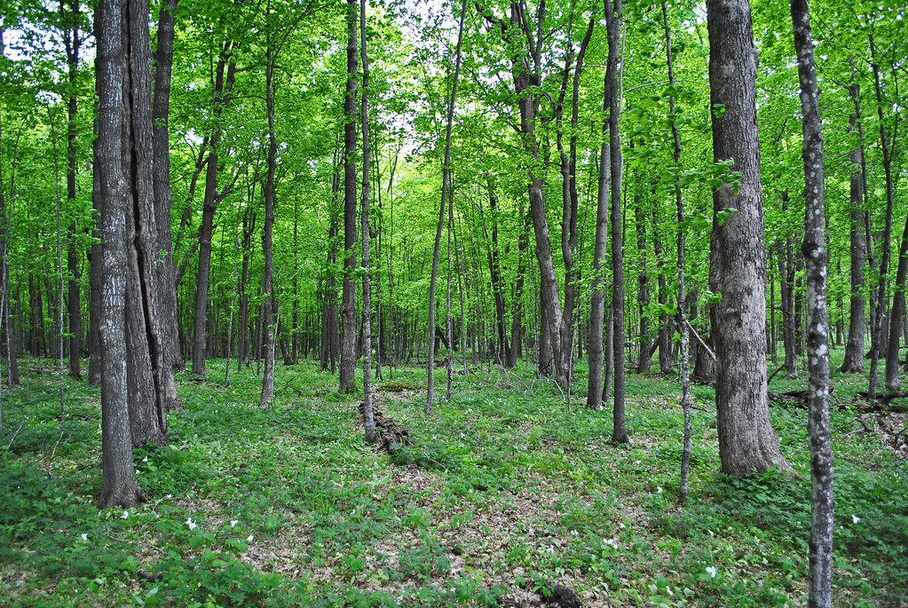 Southern Mesic Forest Schmidt Maple Woods State Natural Ar… Flickr