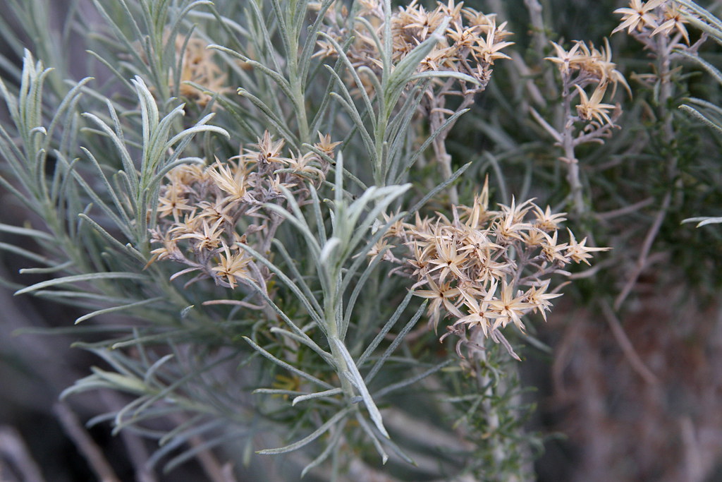 sagebrush flowers brx0 Flickr