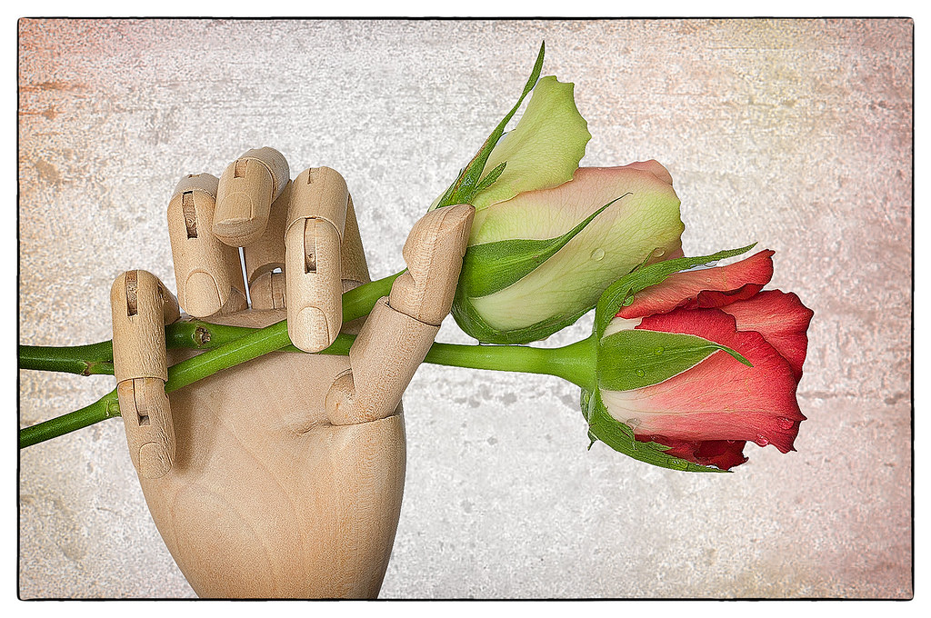 roses in hand Norma Bellini Flickr