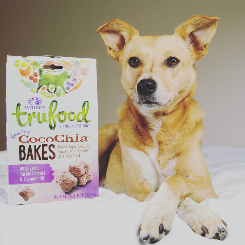 We were recently sent a care package from wellnesspetfood… Flickr