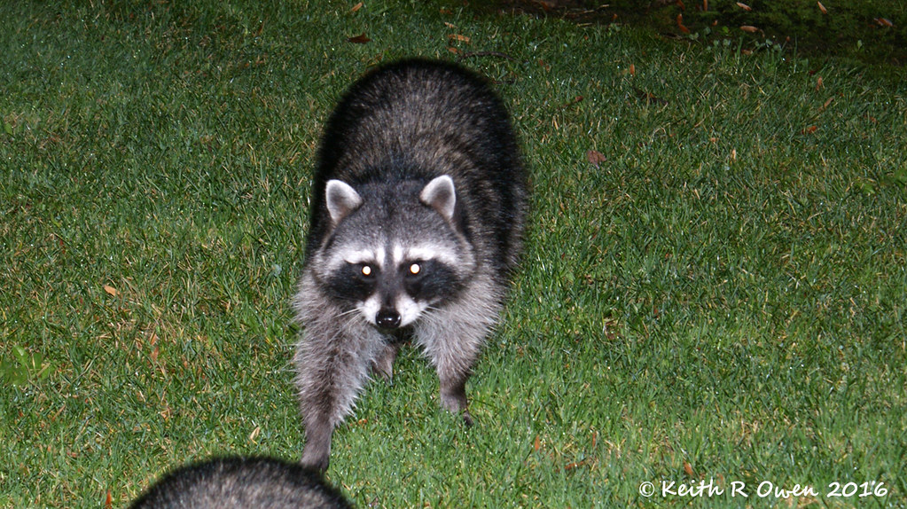 Racoon In my back yard in Salem, OR Keith Owen Flickr