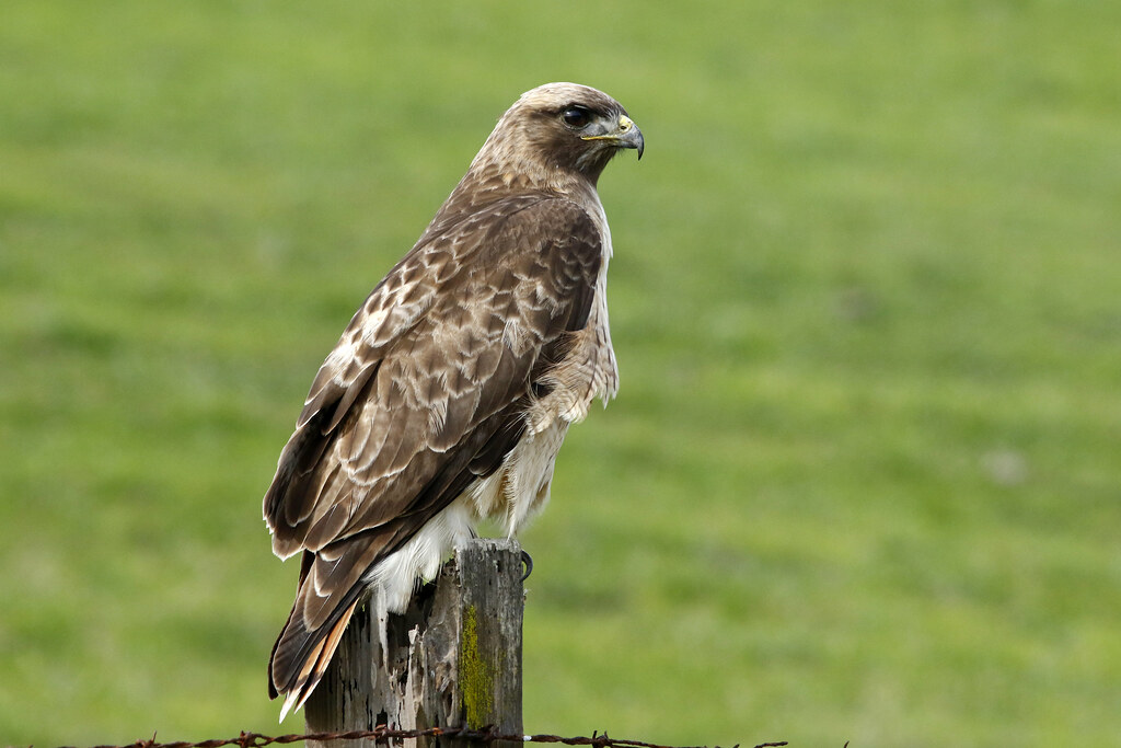Western Redtailed Hawk Turri Road, San Luis Obispo County… Flickr