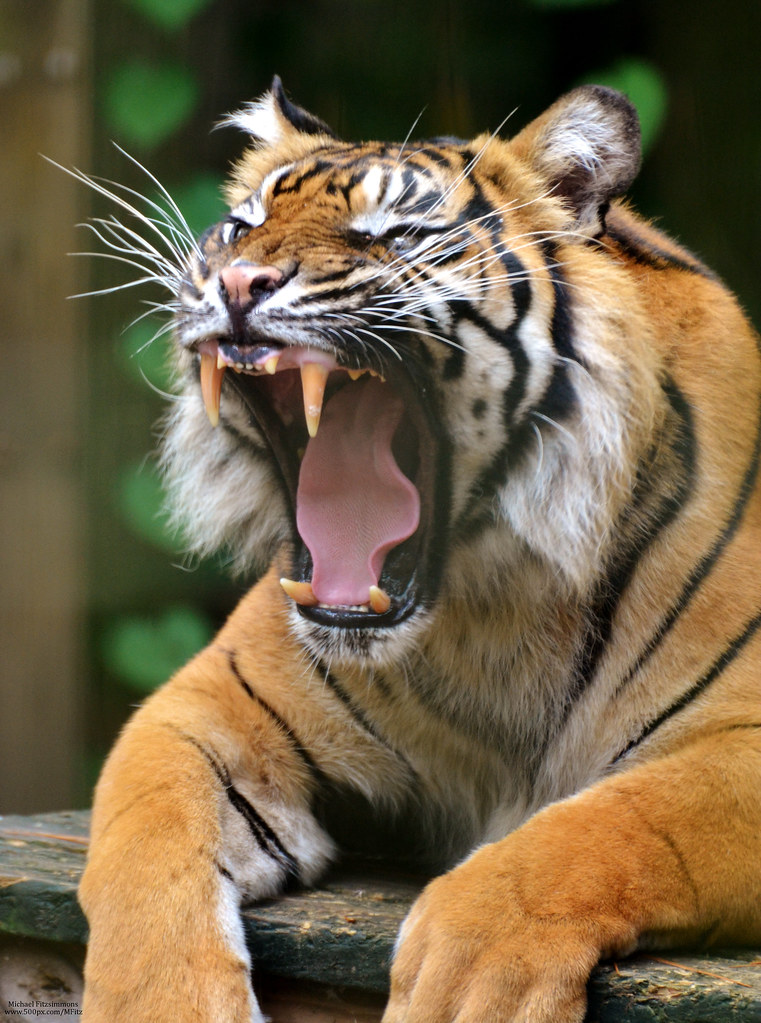 Tiger Growl Photo by Michael Fitzsimmons. Full portfolio a… Flickr