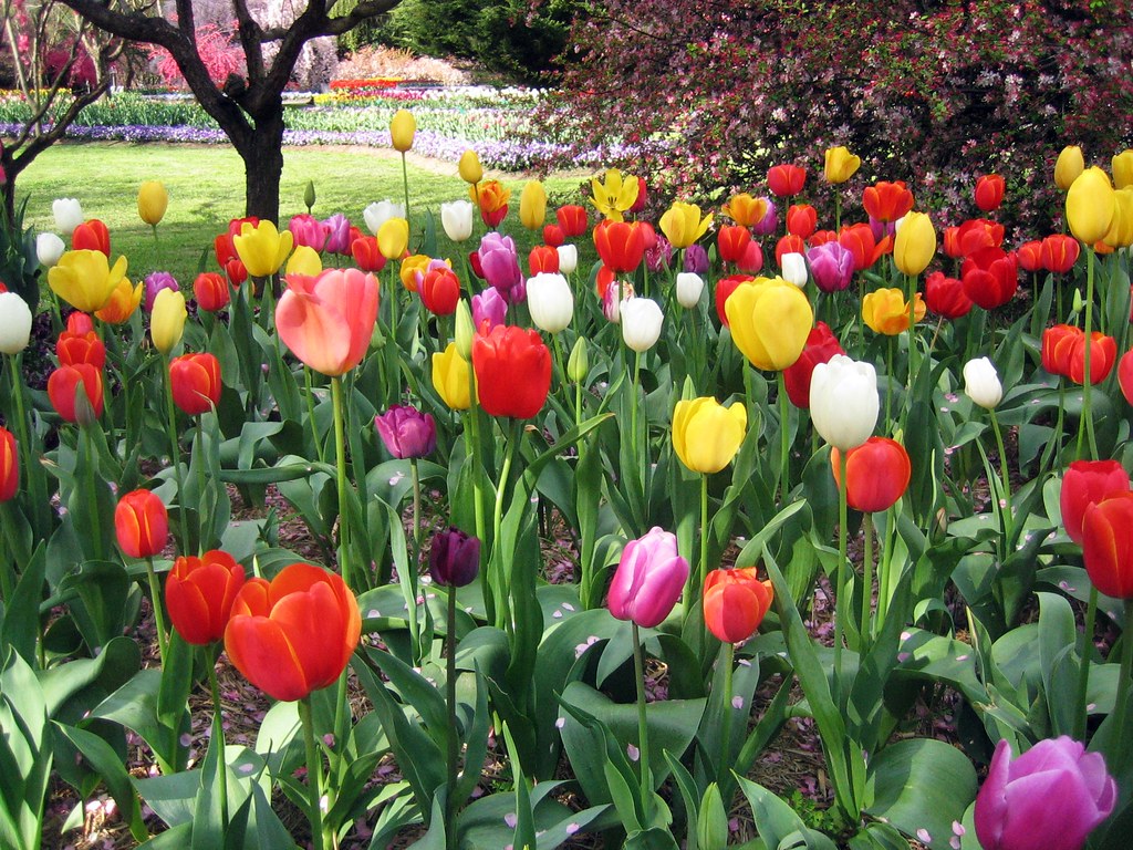 IMG_7198 edit p Visit to Tulip Top Gardens near Canberra, … Flickr