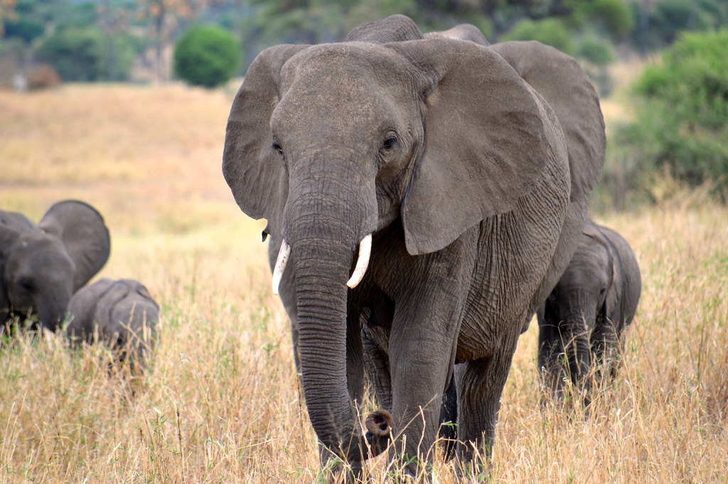 Elephants Elephants in Tarangire National Park, Tanzania. Megan
