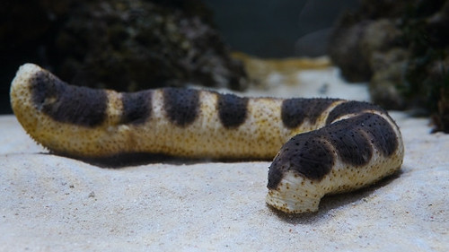 エクレアナマコ - Twitter Search / Twitter Holothuria Nigralutea / エクレアナマコ | Numazu Deepbule Aquarium 沼… | Flickr