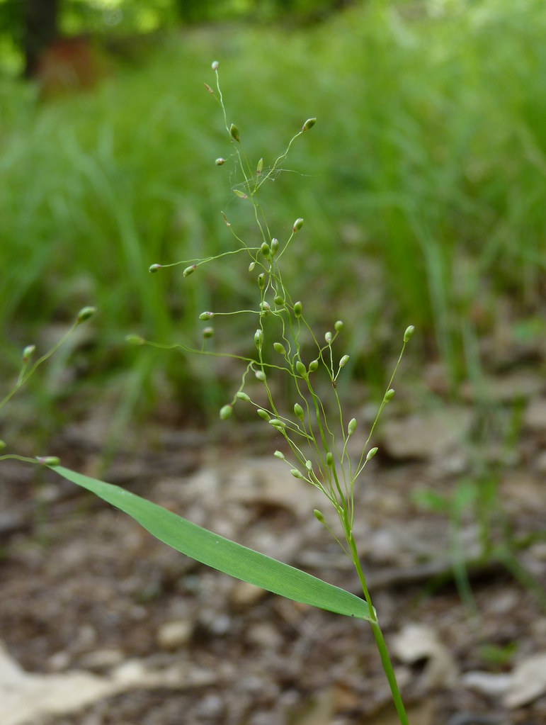 Japanese stiltgrass inflorescence Dendroica cerulea Flickr
