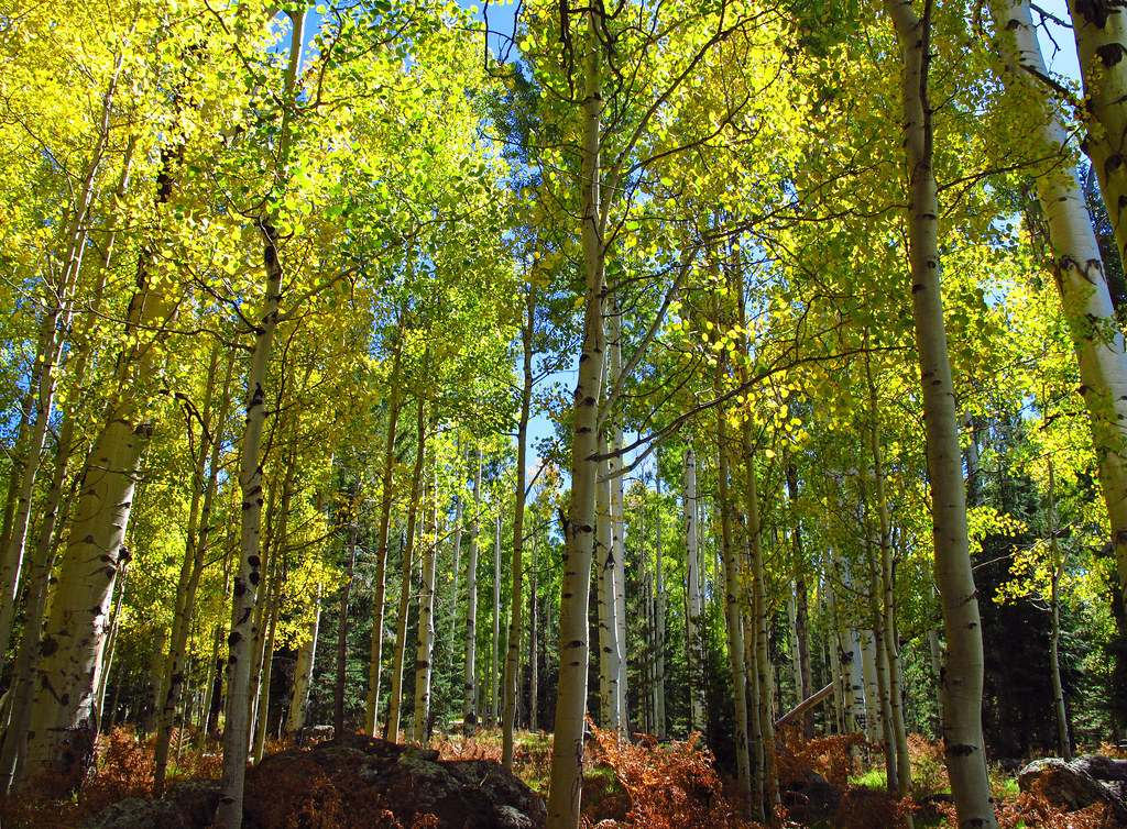Corner Flagstaff at Edward Drum blog