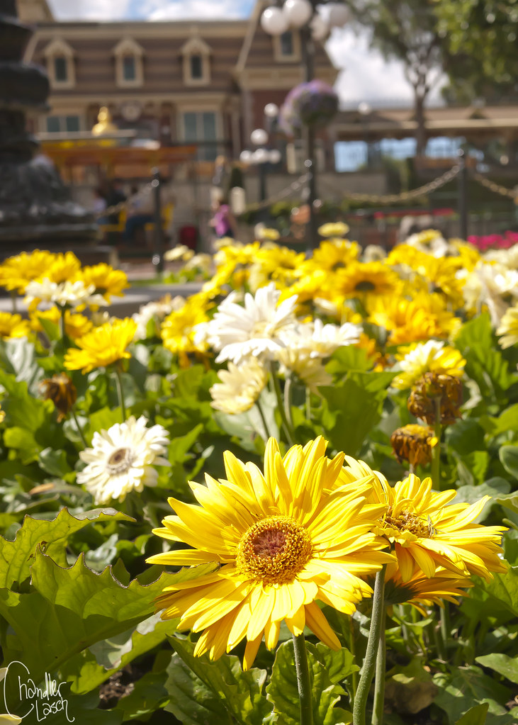 Yellow Flowers Chandler Lasch Flickr