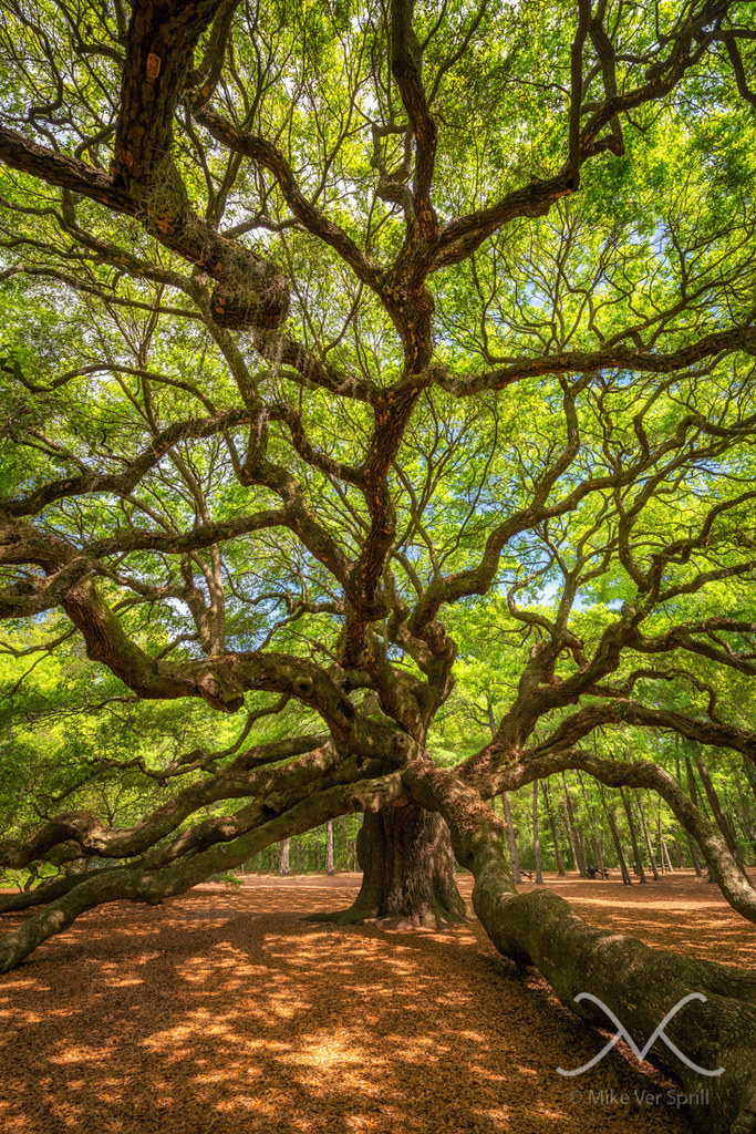 Angel Oak Tree Portrait Work For Sale www.milkywaymike.c… Flickr