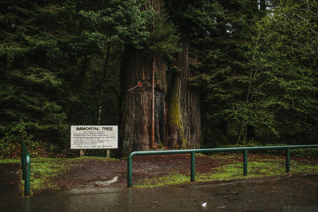 The Immortal Tree [03.31.13] The Immortal Tree is over 950… Flickr