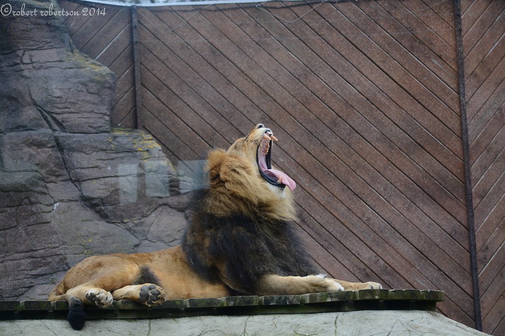 colchester zoo robert robertson Flickr
