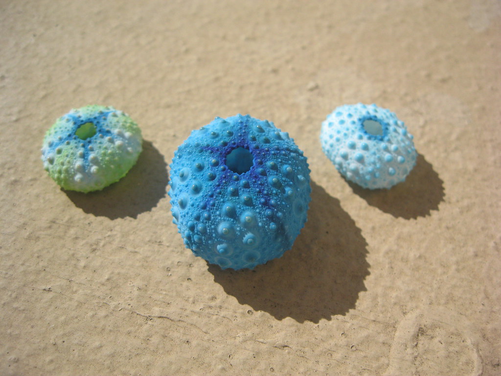 Painting some sea urchins a photo on Flickriver