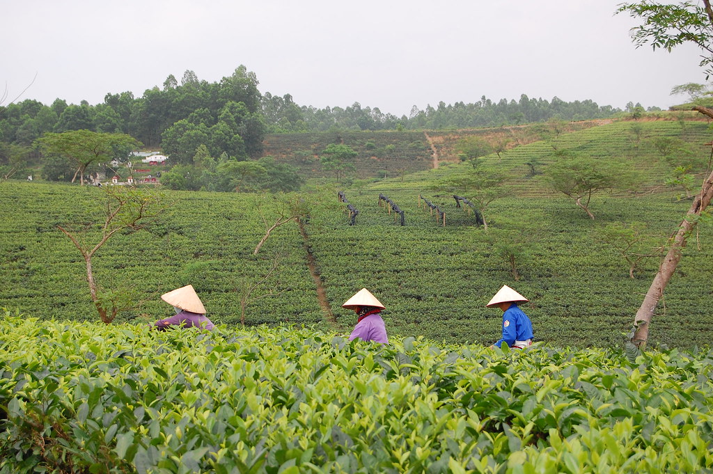 Highland tea Tea farming at the Northern Mountainous Agric… Flickr