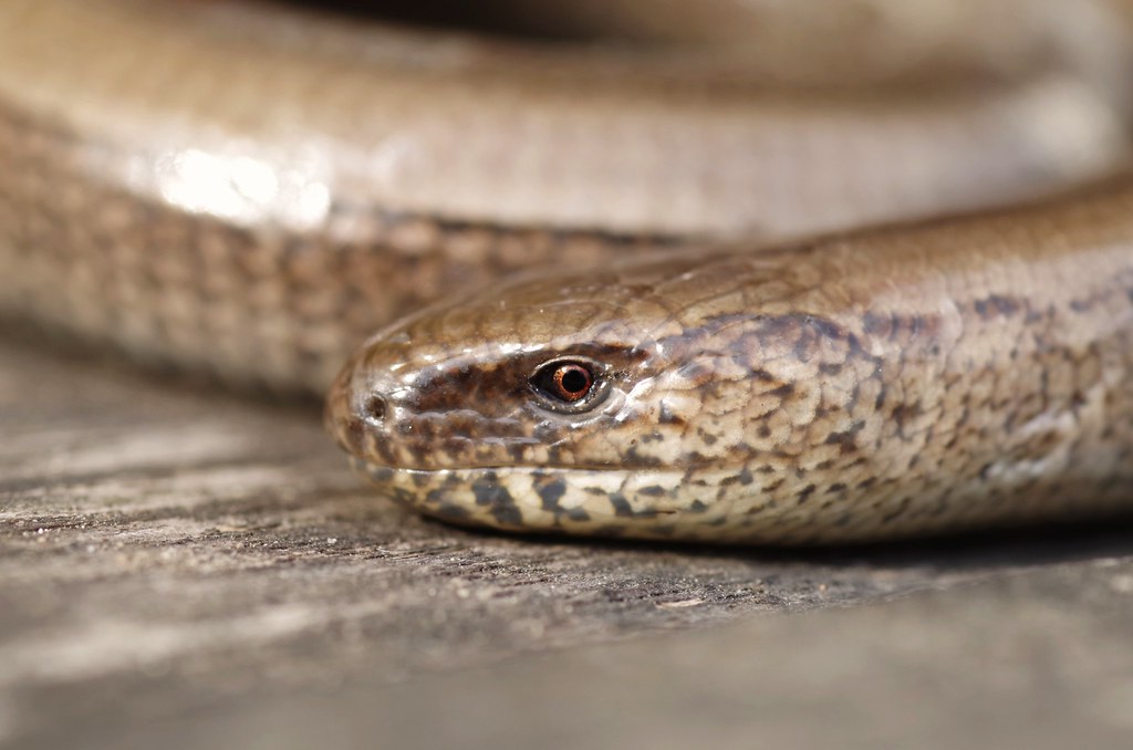 a gift from my cat... I have rescued this poor slowworm