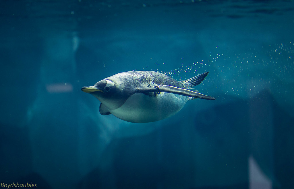 Gentoo Penguin Penguins at Kansas City Zoo Paul Boyd Flickr