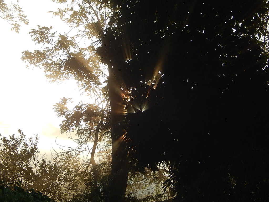 Anchovy, Jamaica N Bailey Flickr