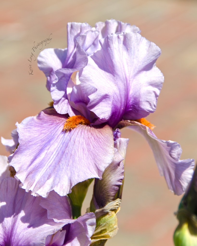 Lavender Iris "Tennessee Bicentennial Iris Garden In 1953,… Flickr