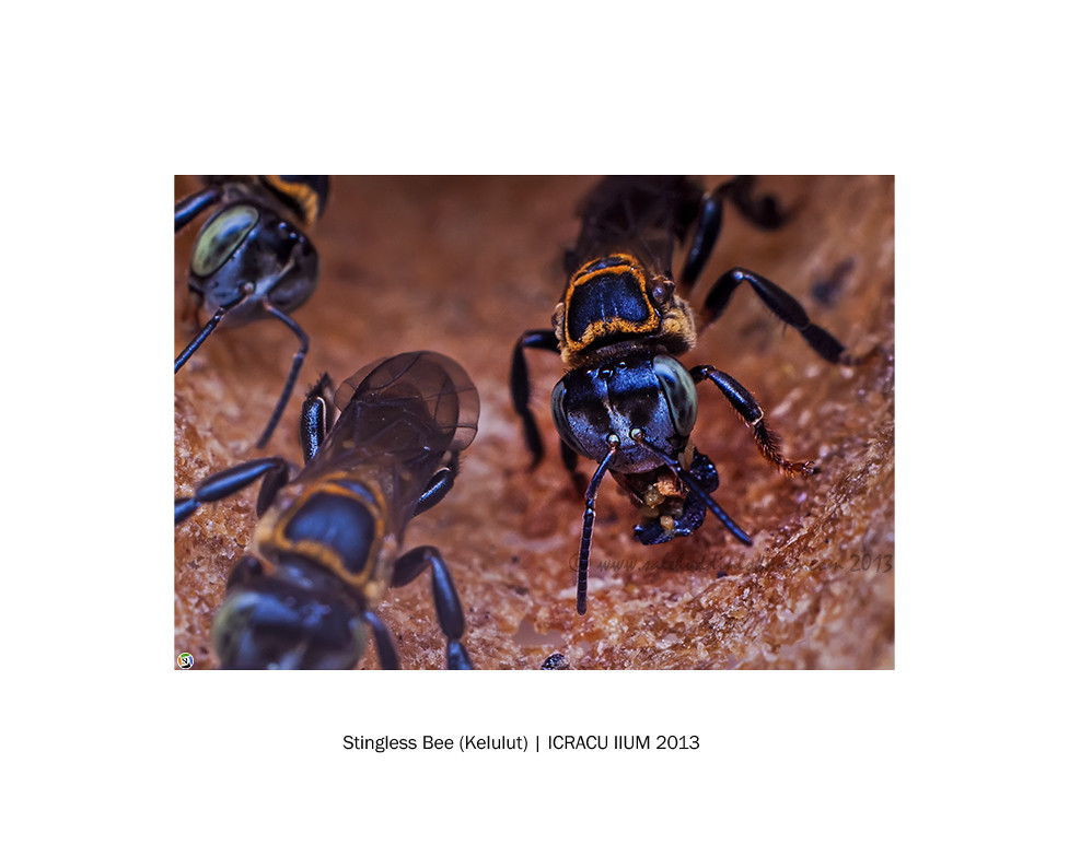 Stingless Bee (Kelulut) ICRACU IIUM 2013 2 Stingless