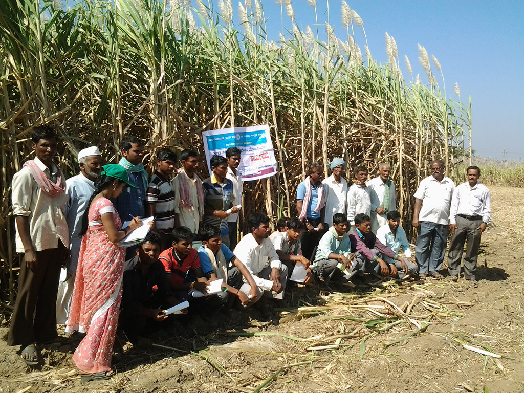 Sugarcane crop at Shaikhankatta, Haliyal, Uttara Kannada Flickr