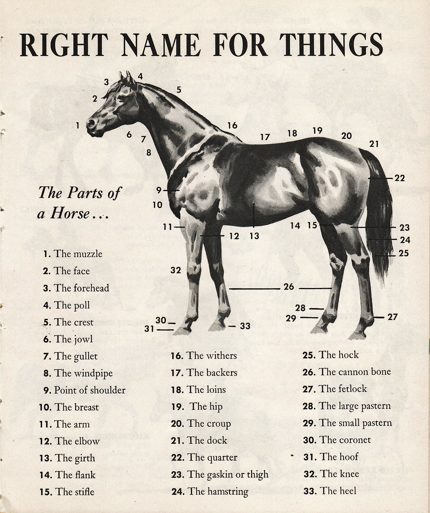 Parts of the Horse From "The First Book of Horses" by McLe… Flickr