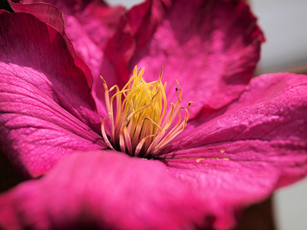 Wendy's Flowers 019 Bud jp Flickr