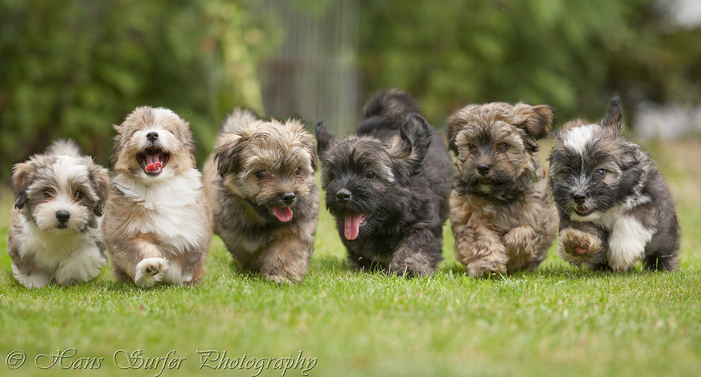 6 Running Havanese puppies of 9 weeks! View Awards Count _… Flickr