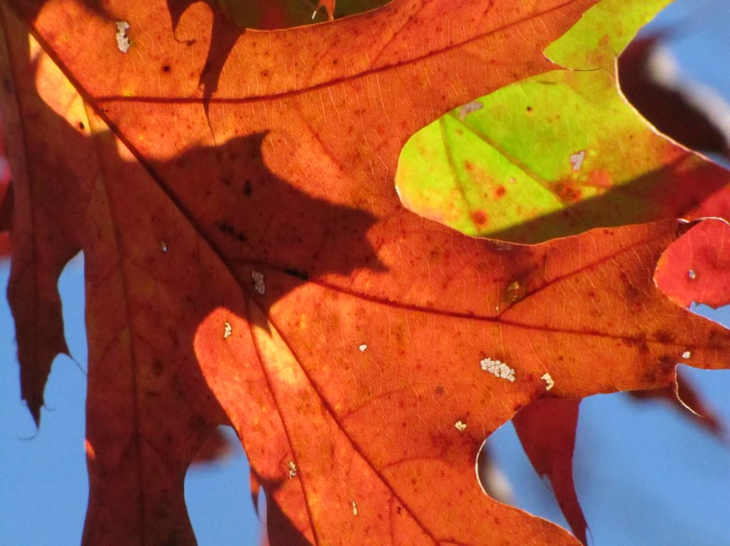 Fall Leaves at Lake Icaria, Corning, Iowa Tim Freed Flickr