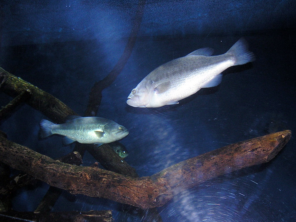 Brookfield Zoo Bass This huge aquarium is located in the L… Flickr