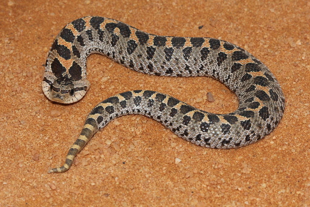 Southern Hognose Snake Southern Hognose Snake NONVENOMOU… Flickr