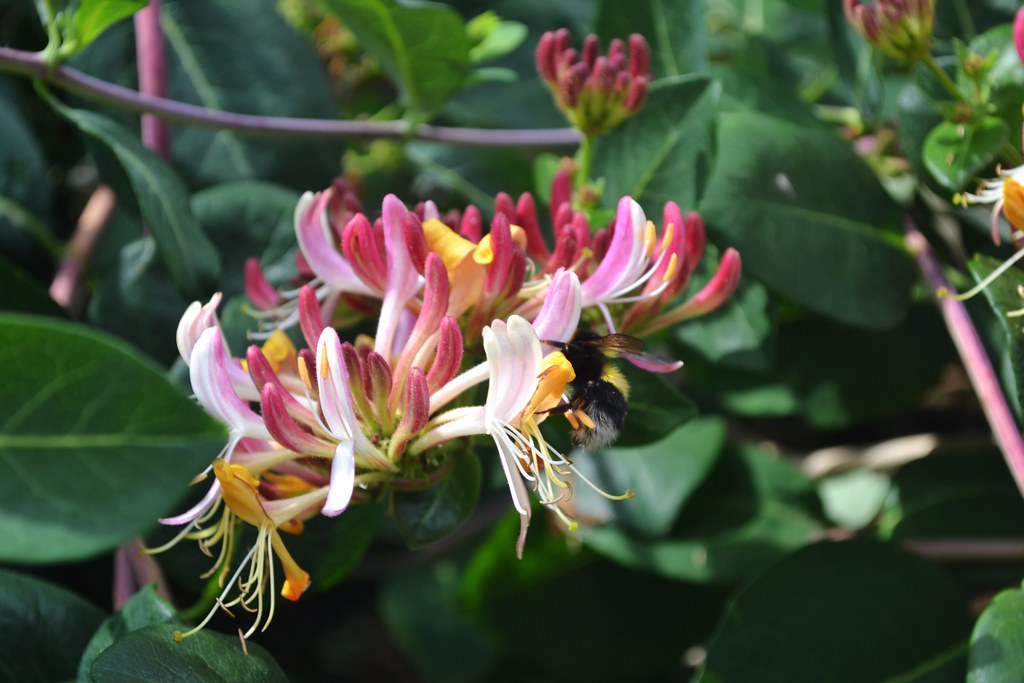Honeysuckle. Honeysuckle in the Garden of Surprises at Bur… Flickr