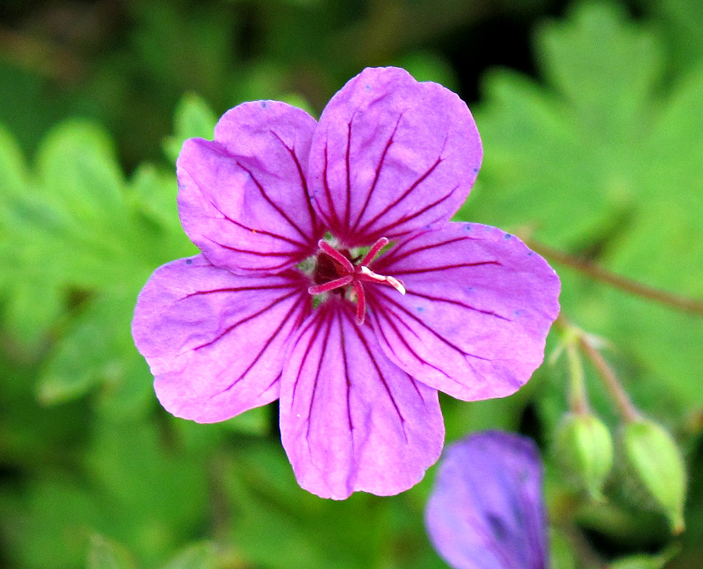 Kentlands, Flowers IMG_0230 Kentlands, Gaithersburg, Maryl… Flickr