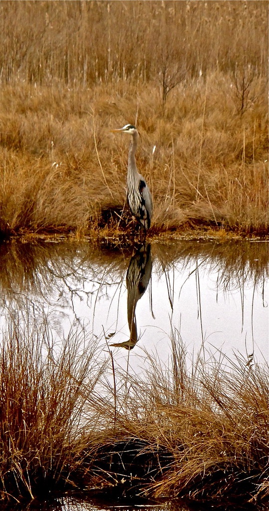 Blue Herring Near the Chesapeake Bay, Virginia, USA Feb. 2… Krystal