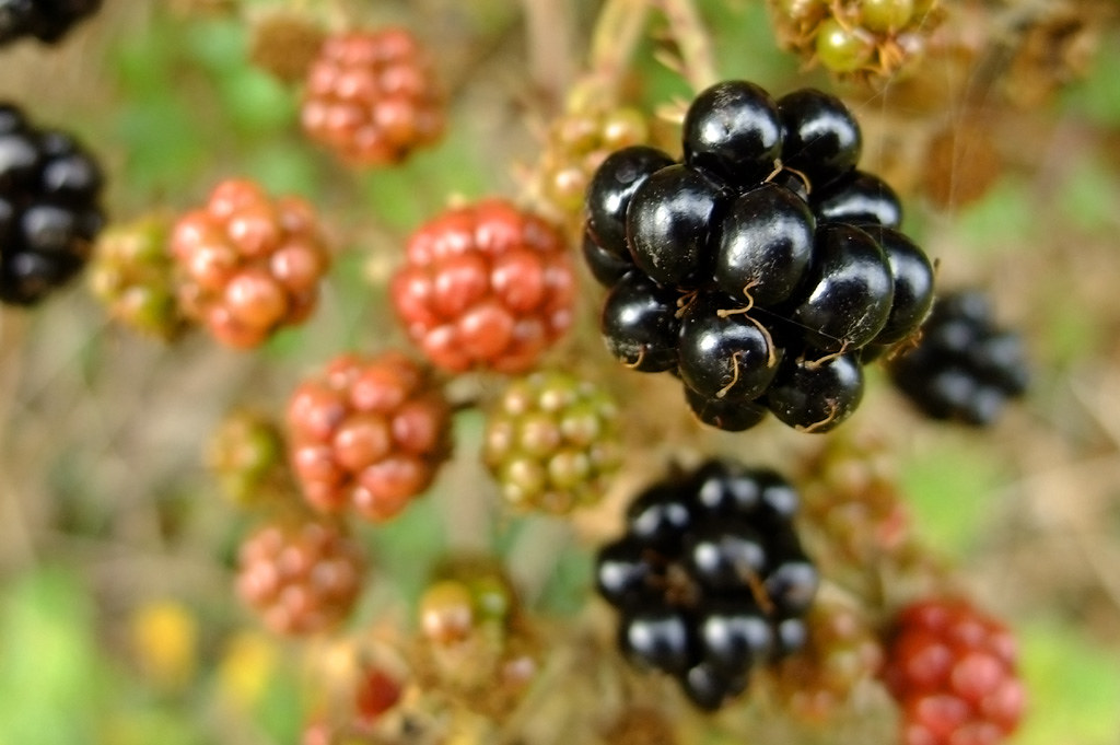 Blackberries The blackberry is an edible fruit produced by… Flickr