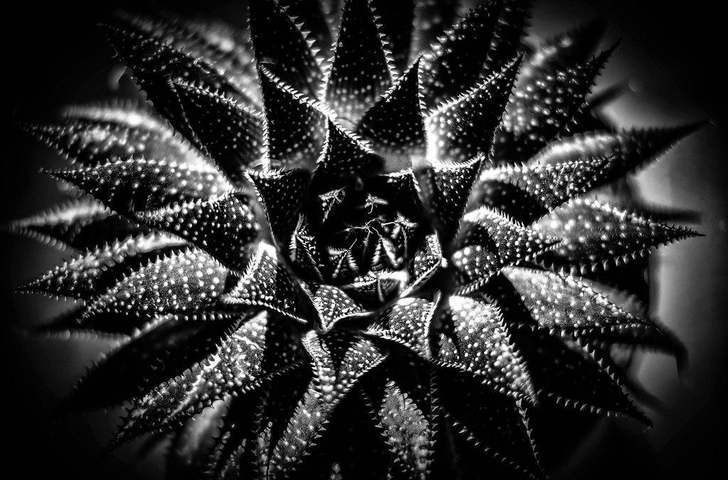Succulent I walked into Costco for a bag of lemons and wal… Flickr