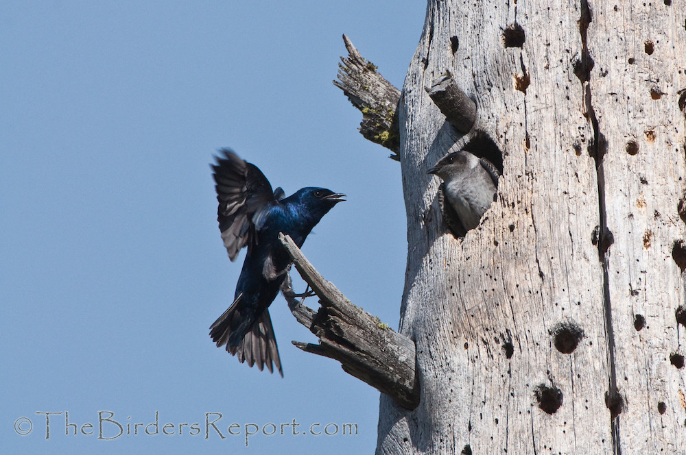 Purple Martin Pair Building Nest Larry Jordan Flickr