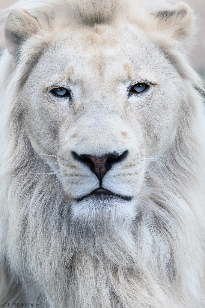 SCO1622 White lion at Wildlife Heritage Foundation UK . © … Flickr