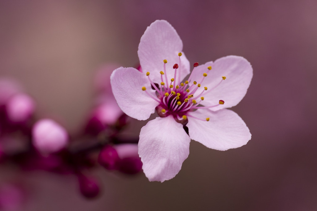 Prunus japonica (Rosaceae) [ENG] Japanese bush cherry or O… Flickr