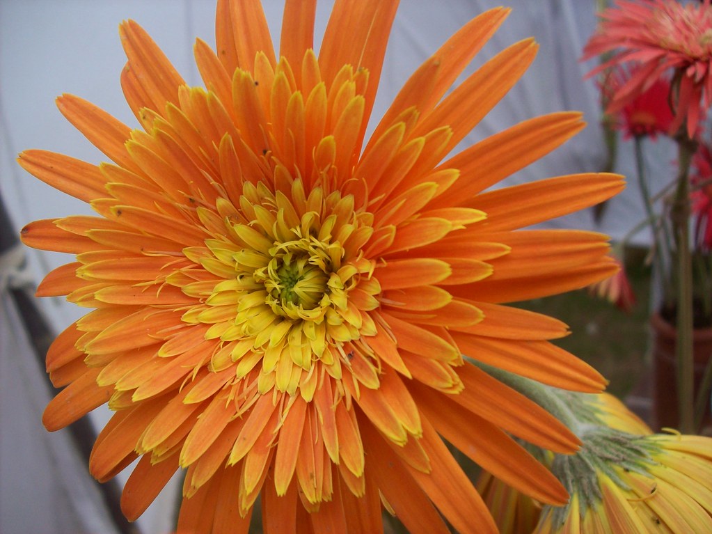 102_3979 Flowers Bhopal Singh Rana Flickr