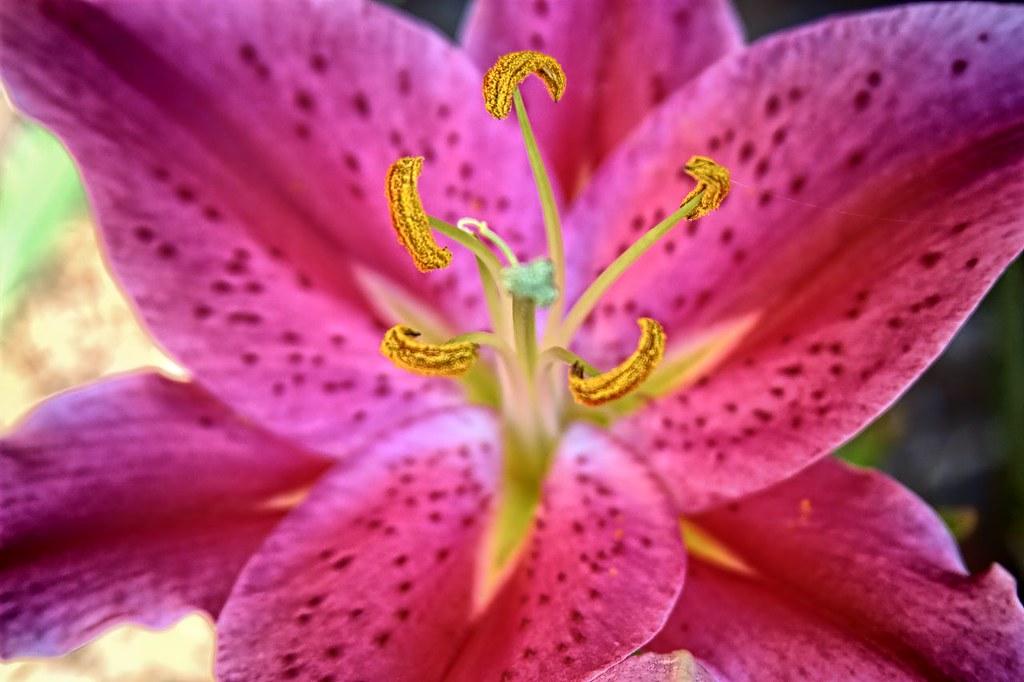 Oriental Lily Lilium 'Stargazer' (the Stargazer lily) is a… Flickr