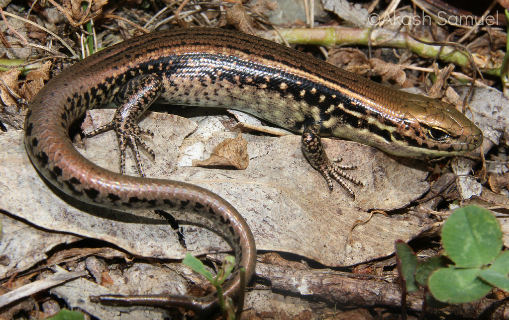 Alpine water skink(Eulamprus kosciuskoi) Akash Samuel