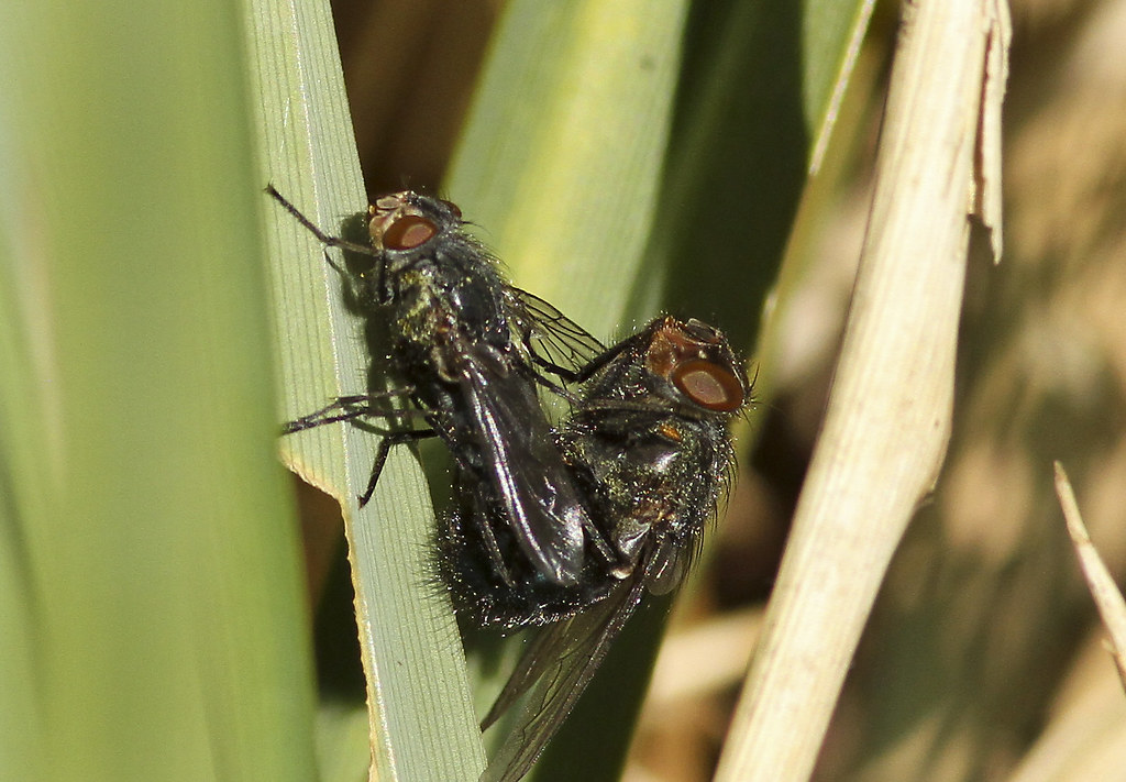Mating Flies On 1st May we took a long awaited trip east